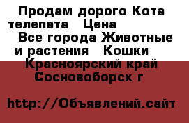  Продам дорого Кота-телепата › Цена ­ 4 500 000 - Все города Животные и растения » Кошки   . Красноярский край,Сосновоборск г.